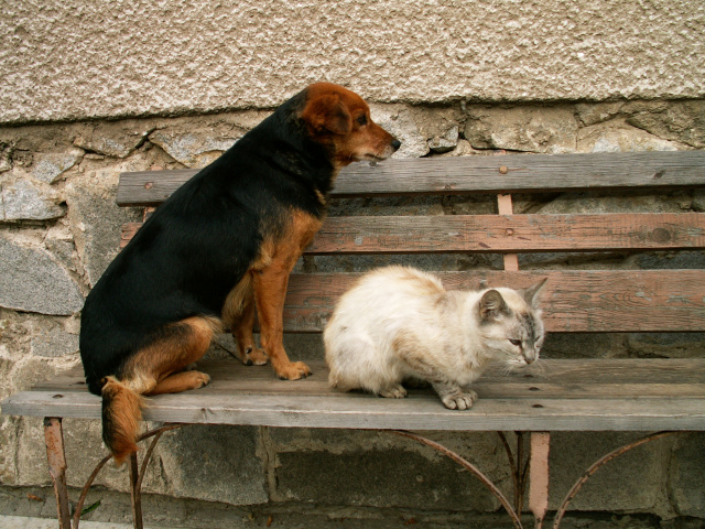 pet carrier,cat carrier,puppy crates