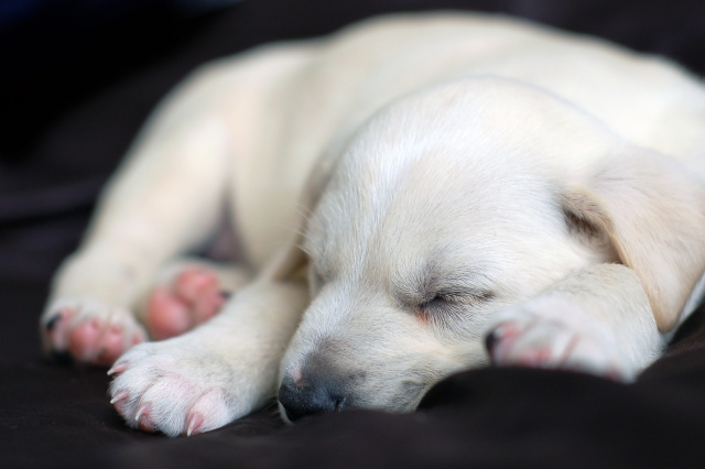 dog beds,dog bedding,large dog beds