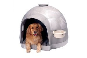 dog house